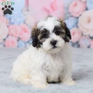 Mason, Teddy Bear Puppy